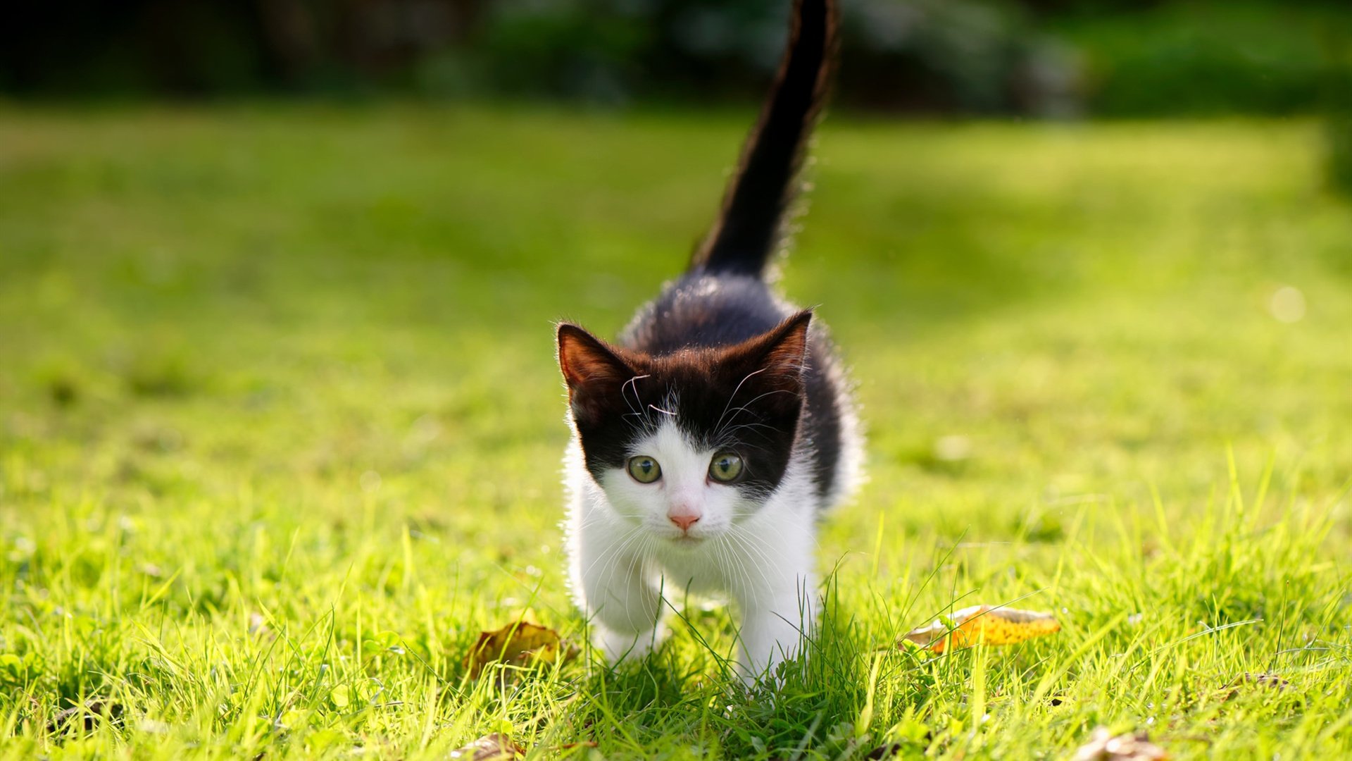 北非雄鹰逆境展翅，基耶萨关键一击助阿尔及利亚力克玻利维亚高原主场